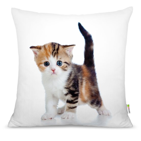 Coussin CHATON 03