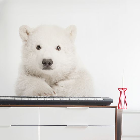 Décorations pour mur DEKORNIK - glace ours en peluche