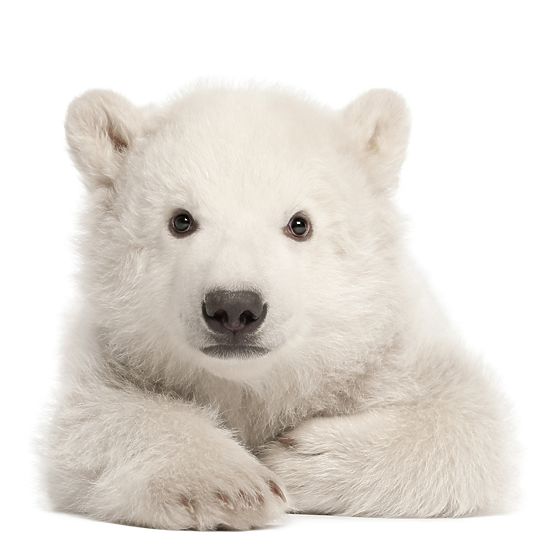 Décorations pour mur DEKORNIK - glace ours en peluche