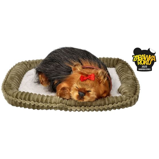 Perfect Petzzz Chiot Ronflant York