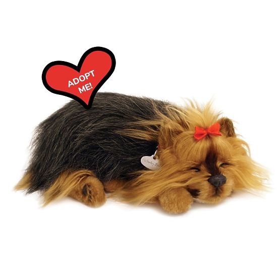 Perfect Petzzz Chiot Ronflant York