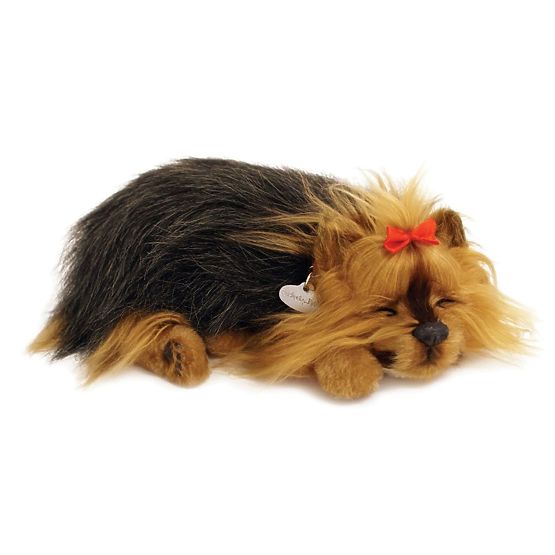 Perfect Petzzz Chiot Ronflant York