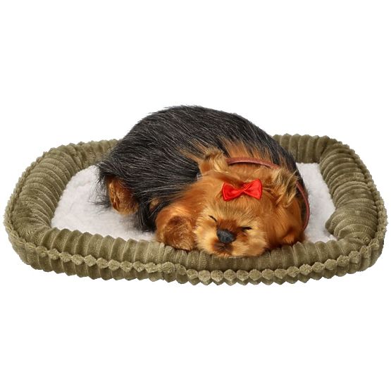 Perfect Petzzz Chiot Ronflant York